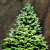 Weihnachtsbaum01.png