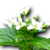 Pflanze wasabi01.png