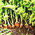 Karottenpflanzen01.png
