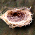 Nest01.png