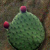 Kaktus02.png