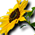 Sonnenblume01.png