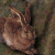 Hase01.png