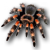 Pc pet spinne01.png