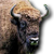Tier wisent01.png